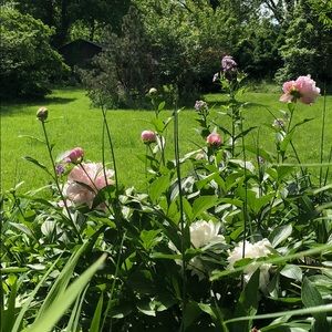 Meet your Posher, Laura